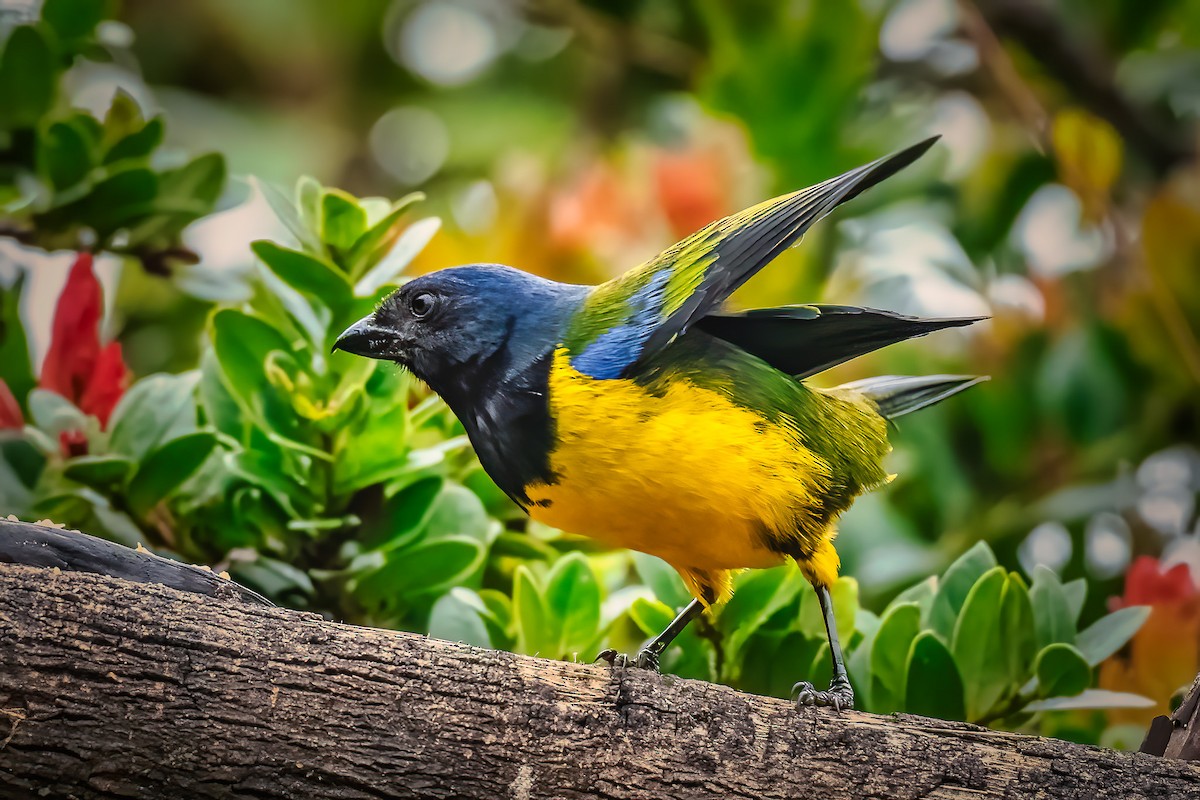 Black-chested Mountain Tanager - ML610305368