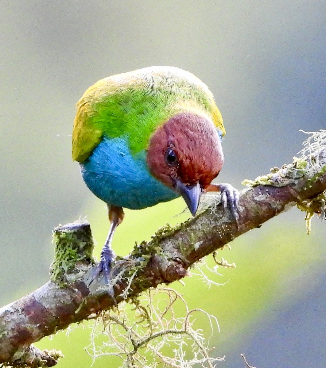 Bay-headed Tanager - ML610305510