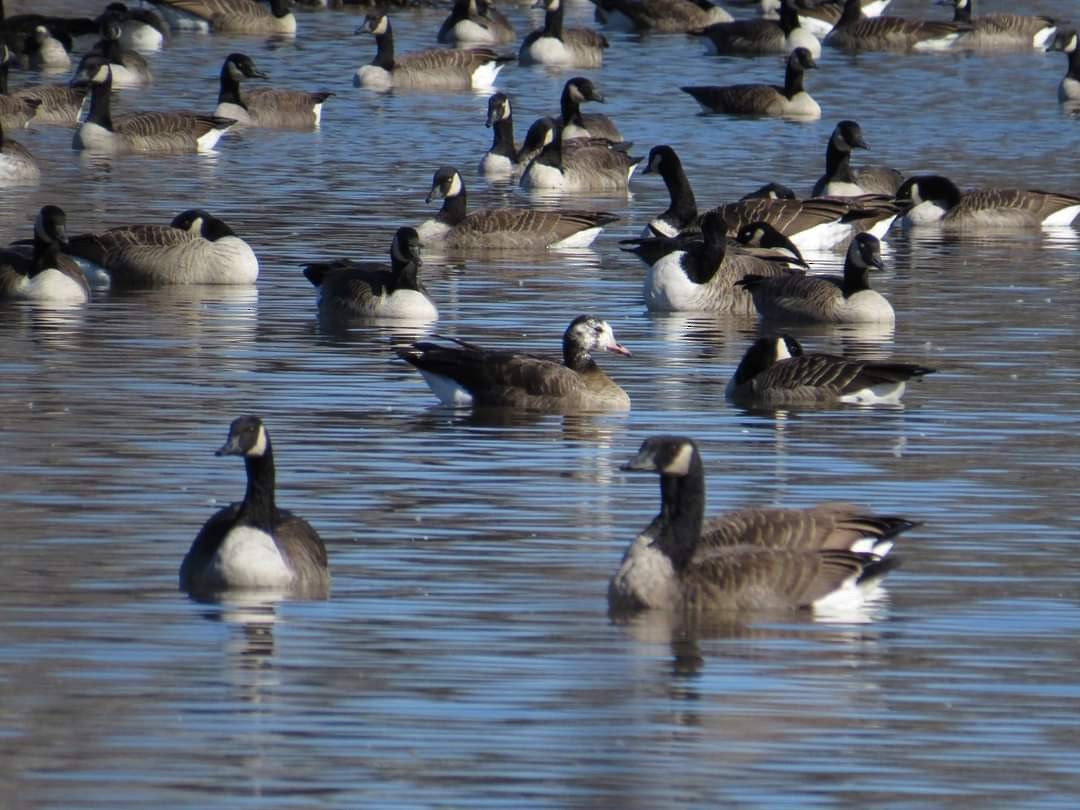 Greater White-fronted x Canada Goose (hybrid) - ML610305833