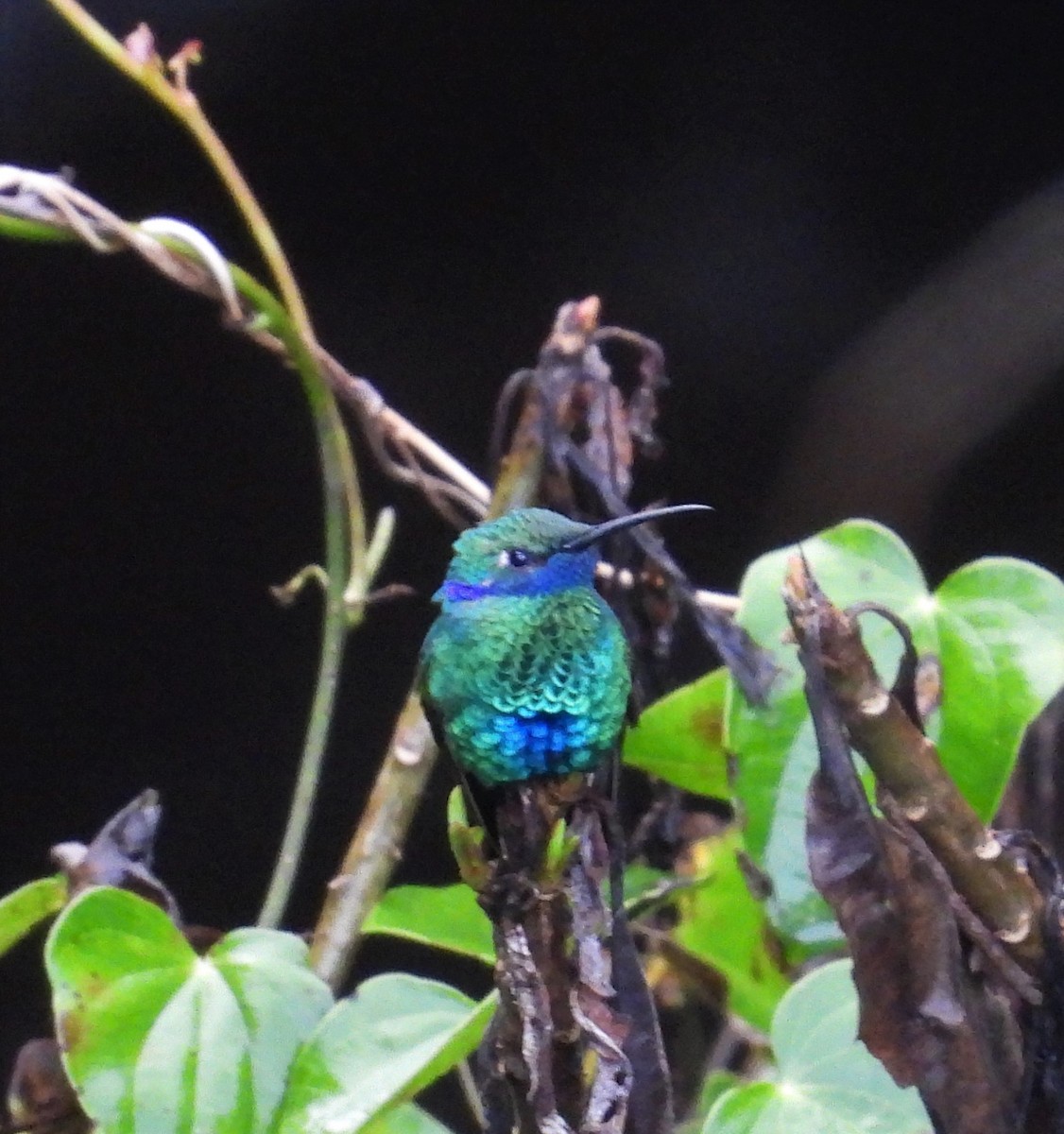 kolibřík modrouchý - ML610307032