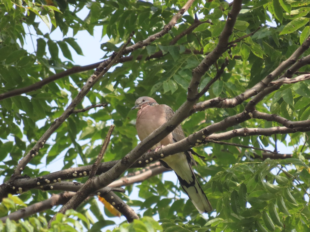 Spotted Dove - ML610307465