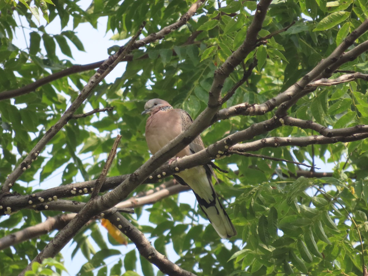 Spotted Dove - ML610307466