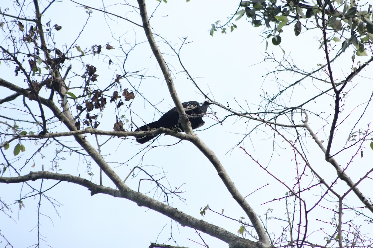 Blue-throated Piping-Guan - ML610307668