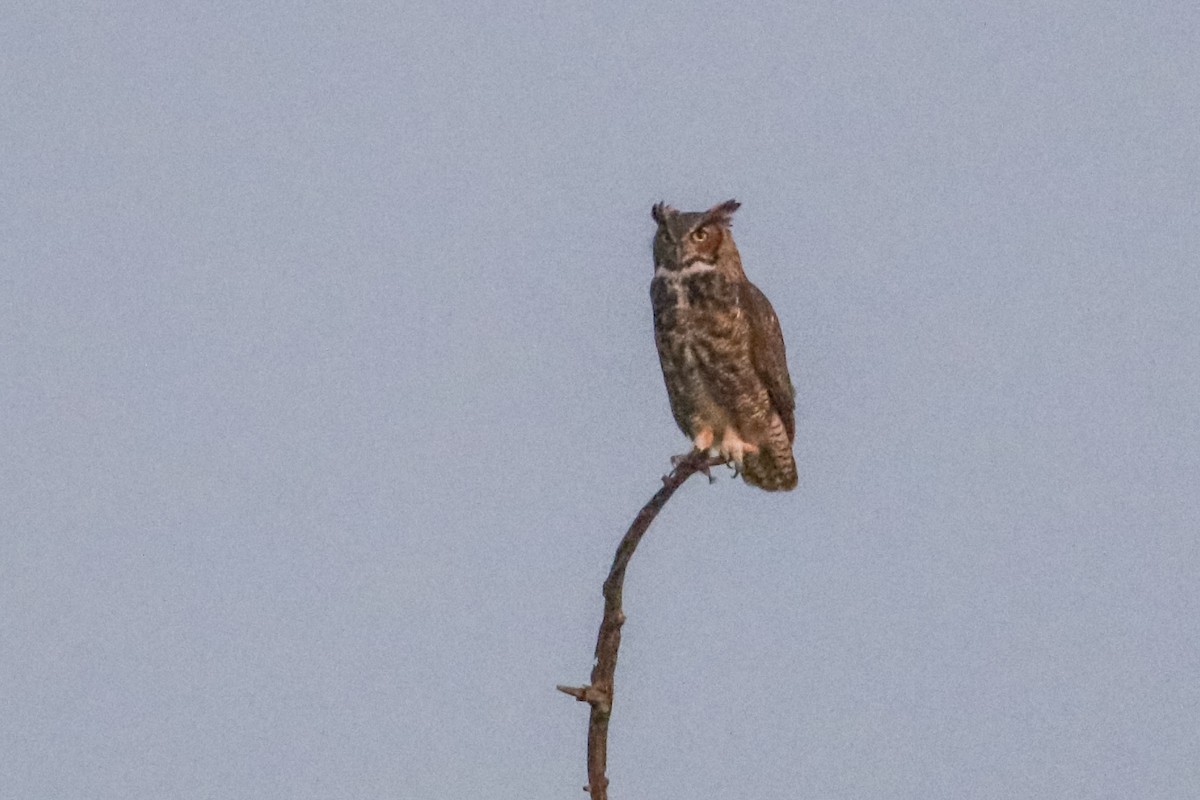 Great Horned Owl - ML610307723