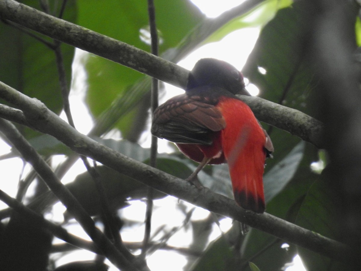 Guianan Red-Cotinga - Nick Odio