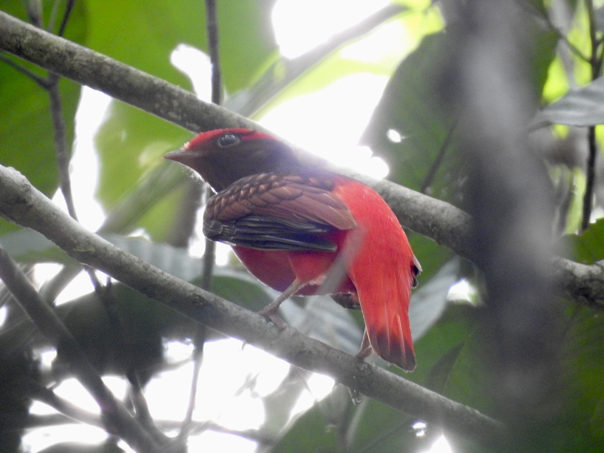 Guianan Red-Cotinga - ML610307986