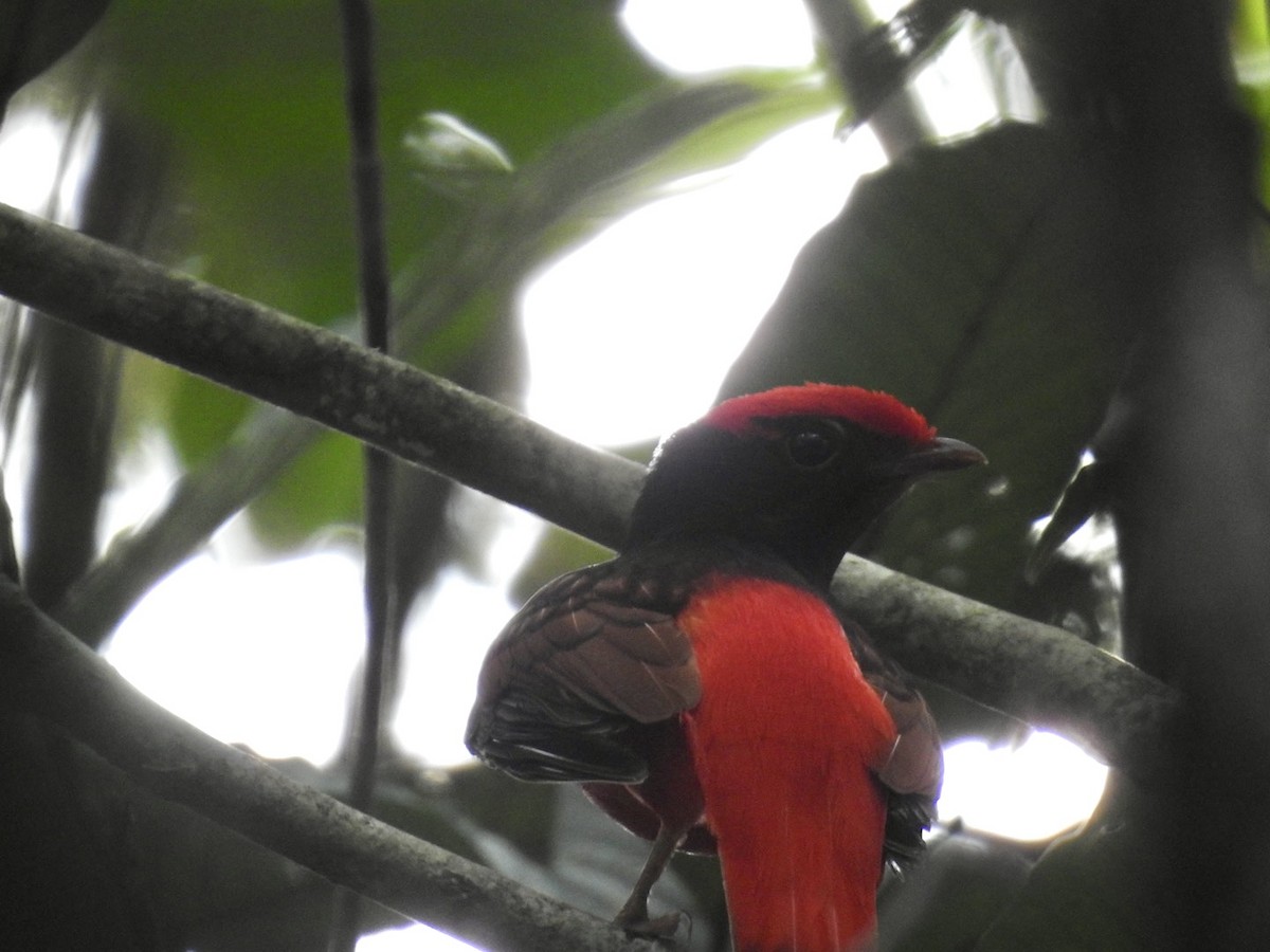 Guianan Red-Cotinga - ML610307987