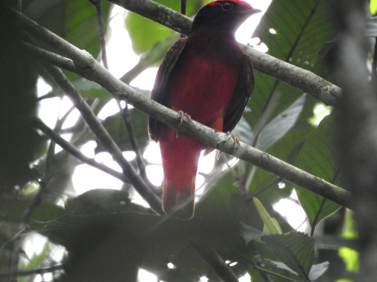 Guianan Red-Cotinga - ML610307988