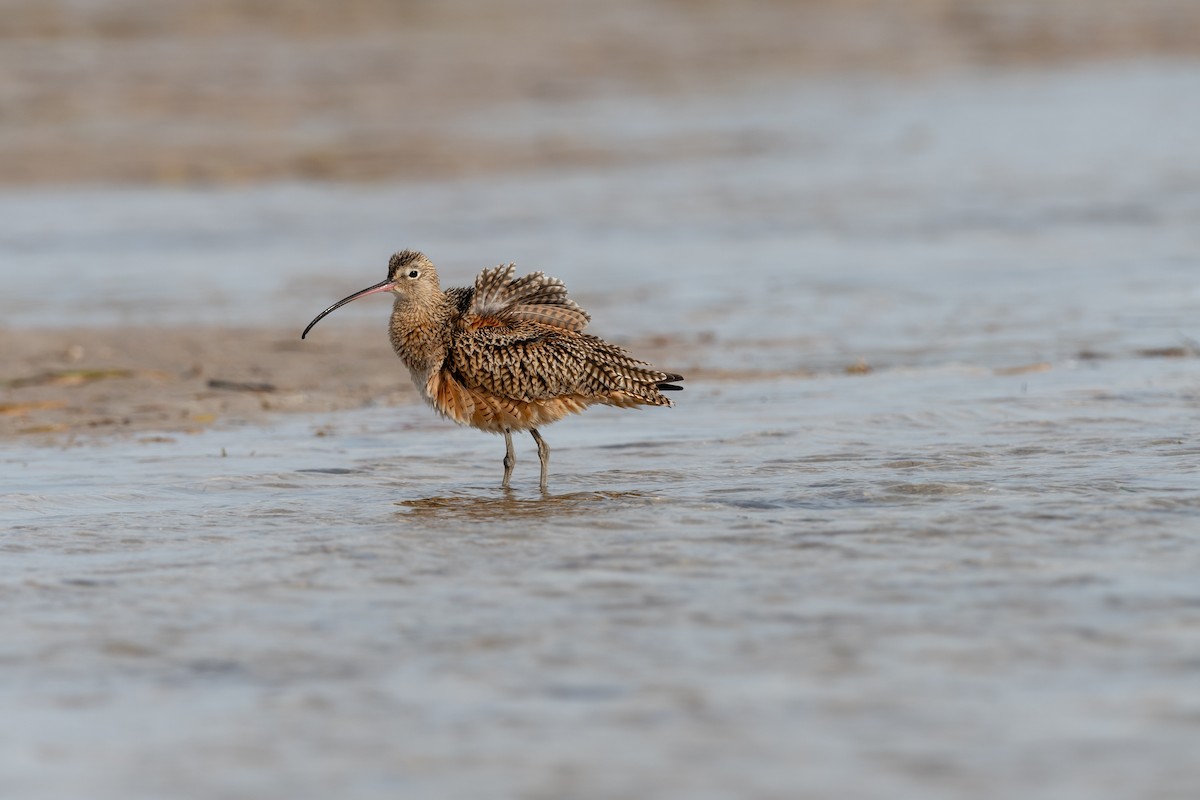 Long-billed Curlew - ML610308042