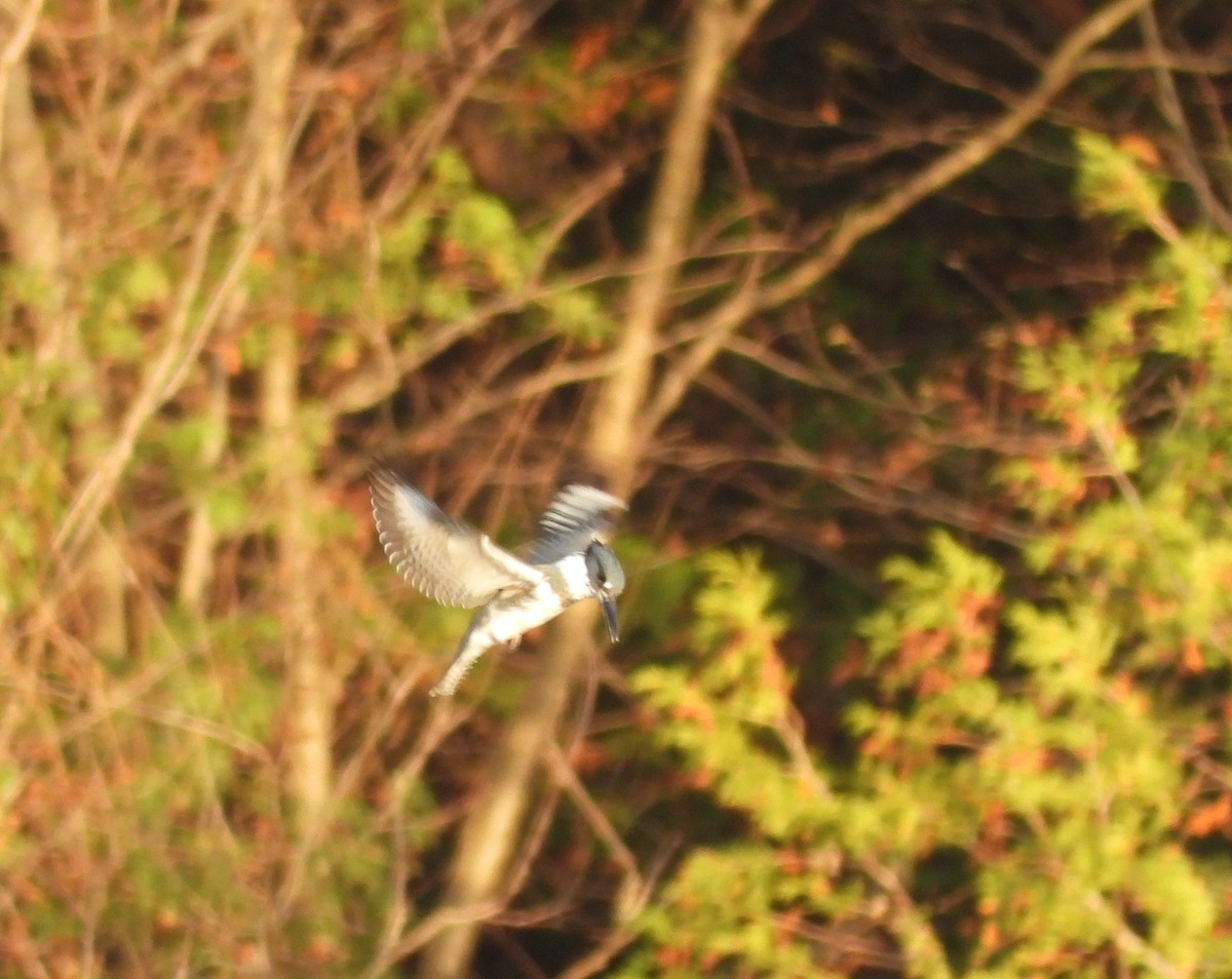 Belted Kingfisher - ML610308119