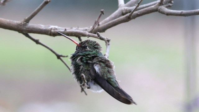 kolibřík širokozobý - ML610308131