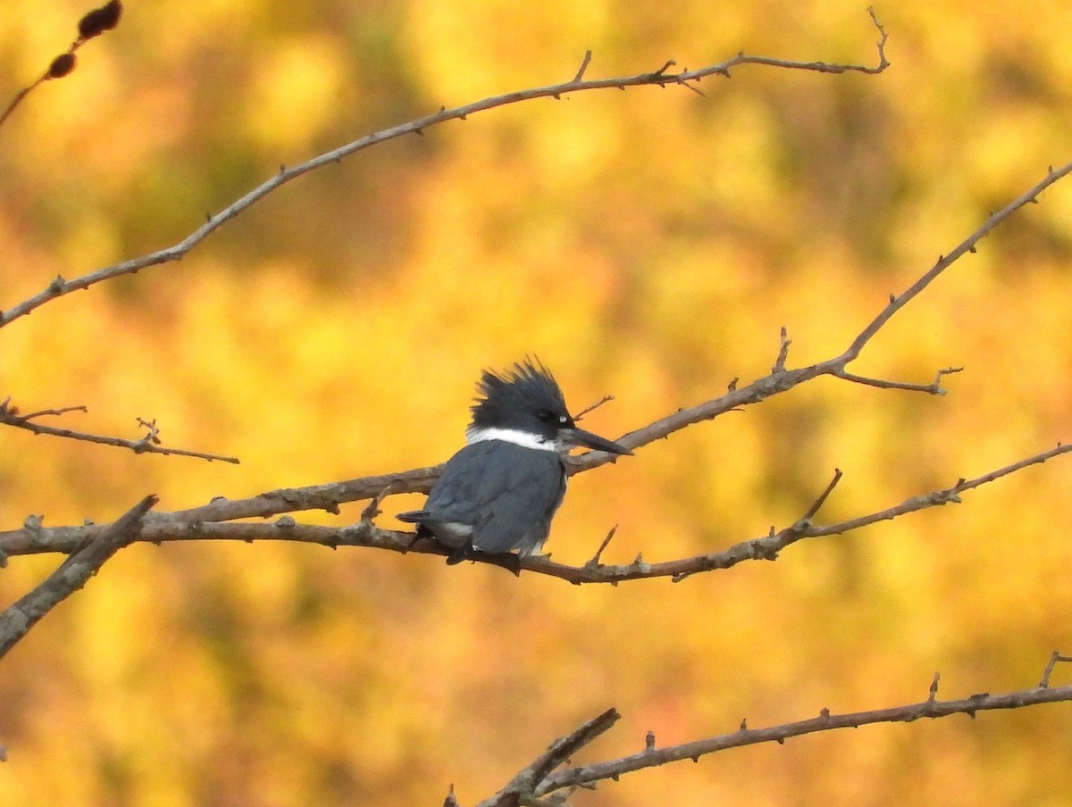 Belted Kingfisher - ML610308166