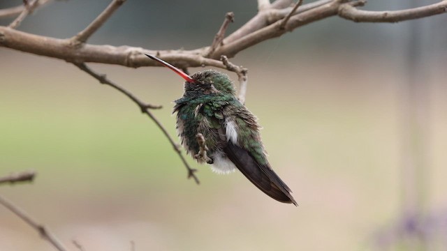 Broad-billed Hummingbird - ML610308250