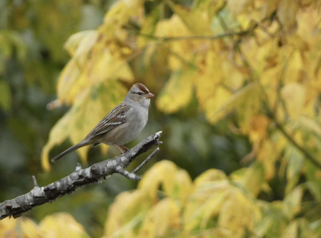 White-crowned Sparrow - ML610308694