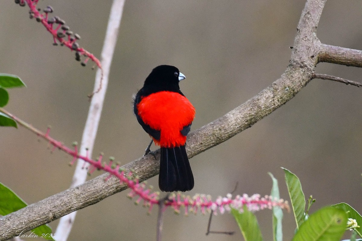 Scarlet-rumped Tanager - ML610308725