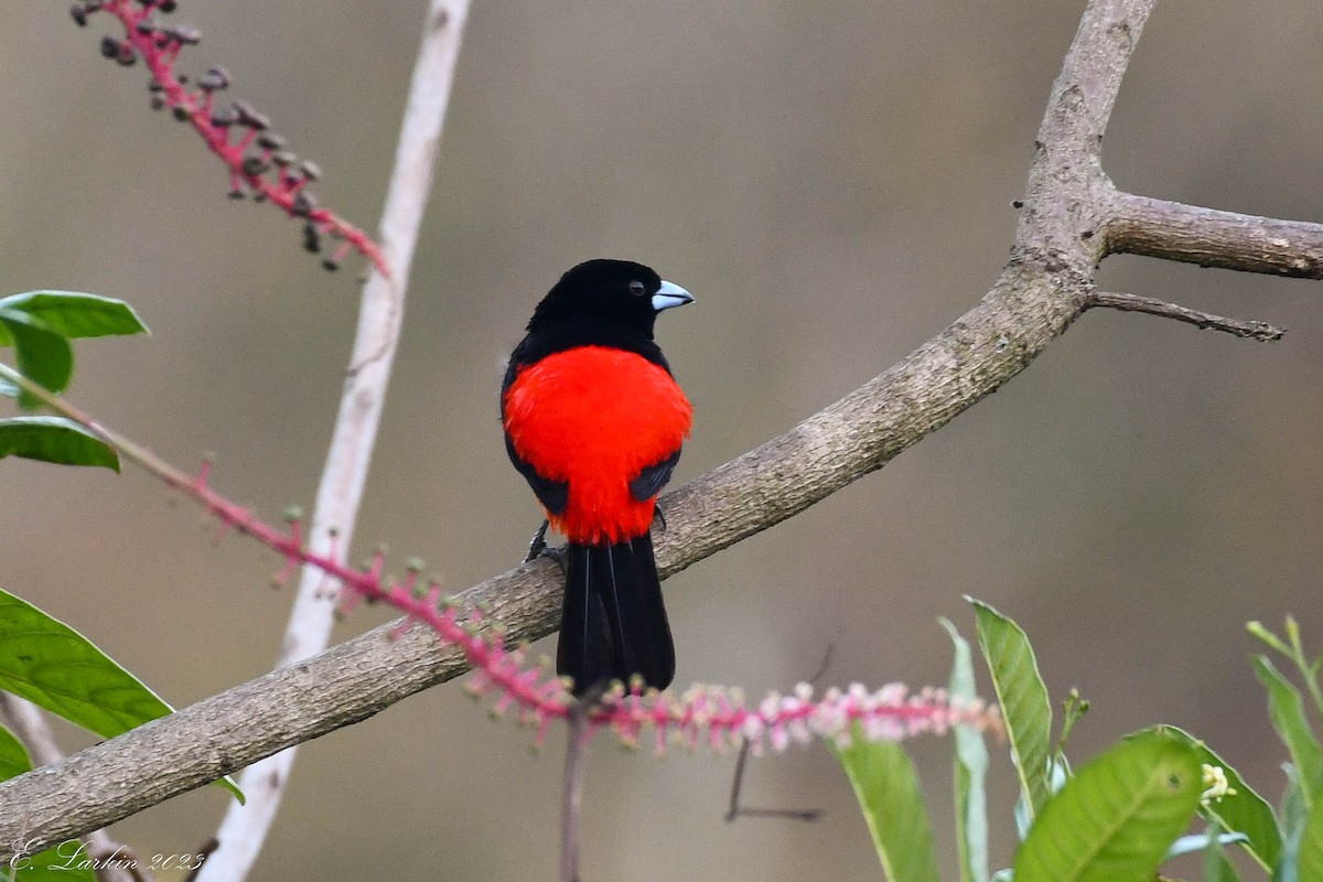 Scarlet-rumped Tanager - ML610308728