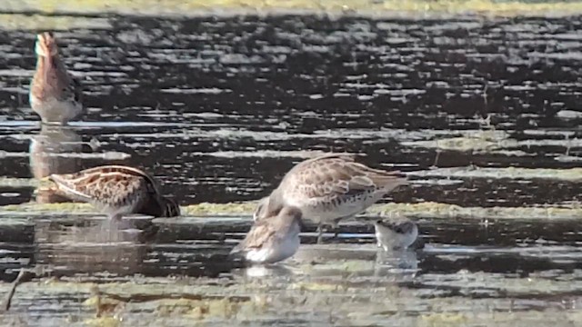 Long-billed Dowitcher - ML610308743