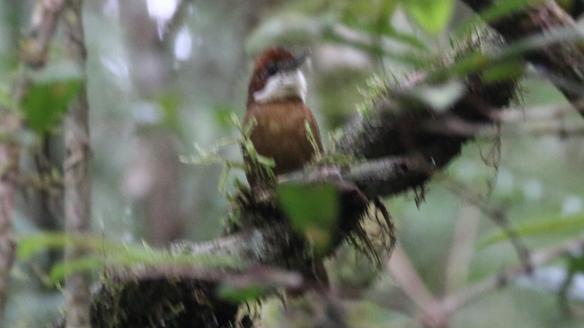 White-throated Oxylabes - ML610308752