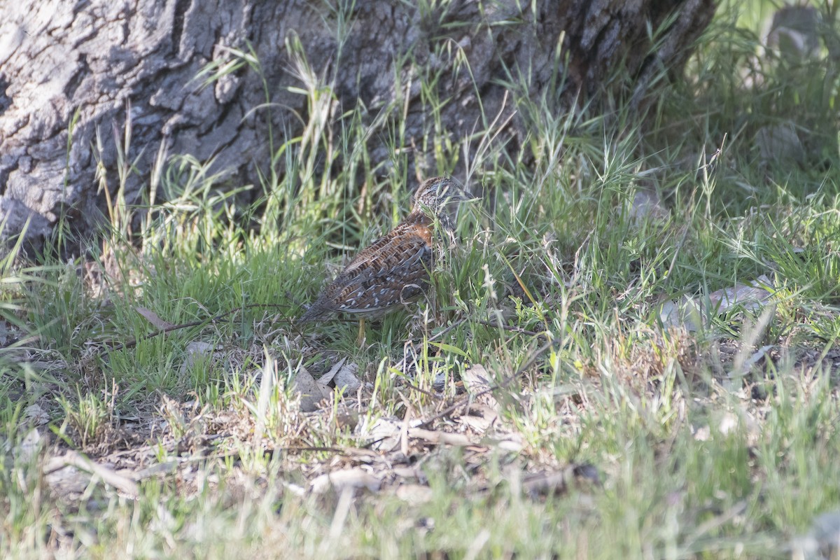 Painted Buttonquail - ML610308854