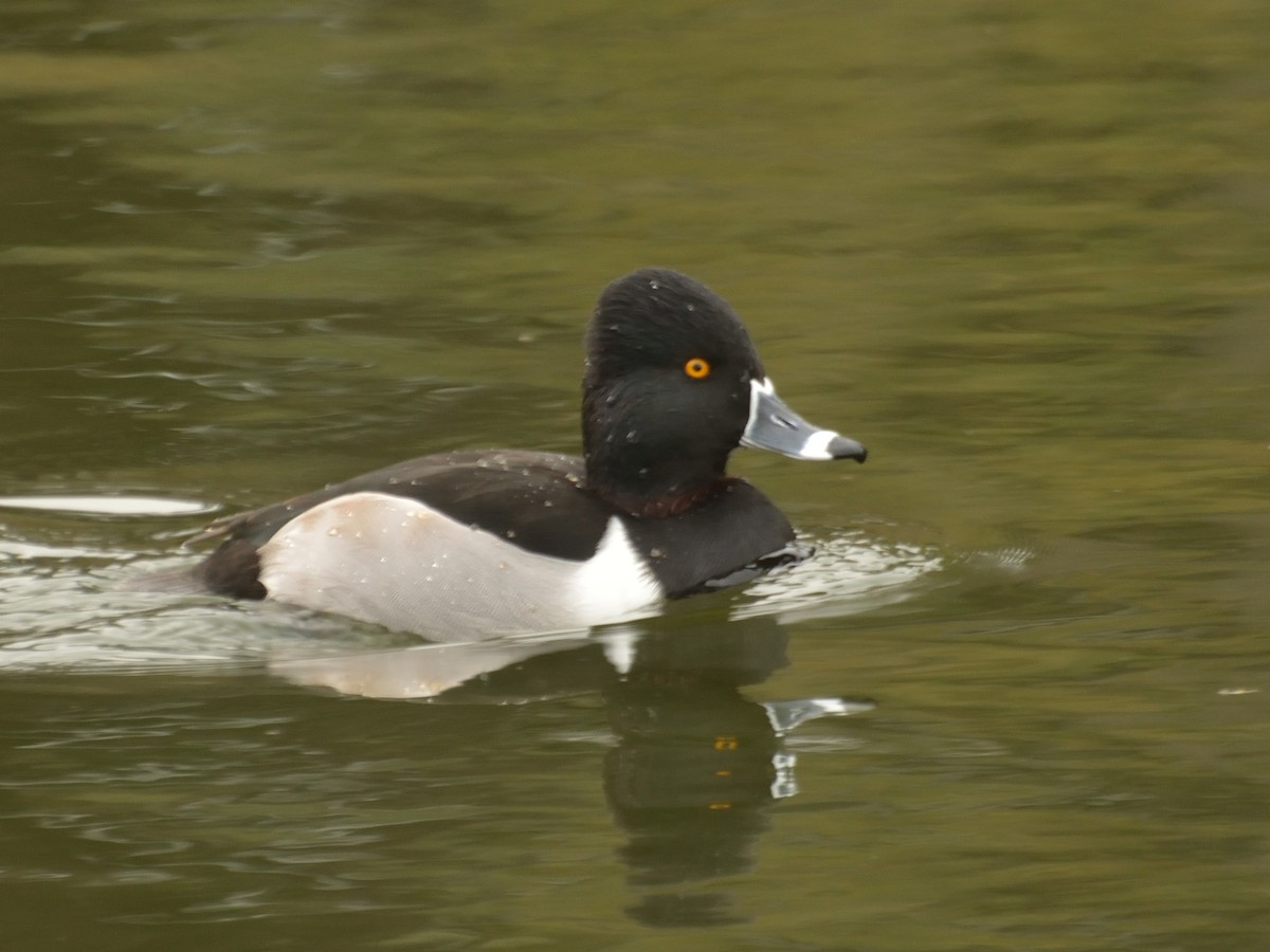 Ring-necked Duck - Alan Seelye-James