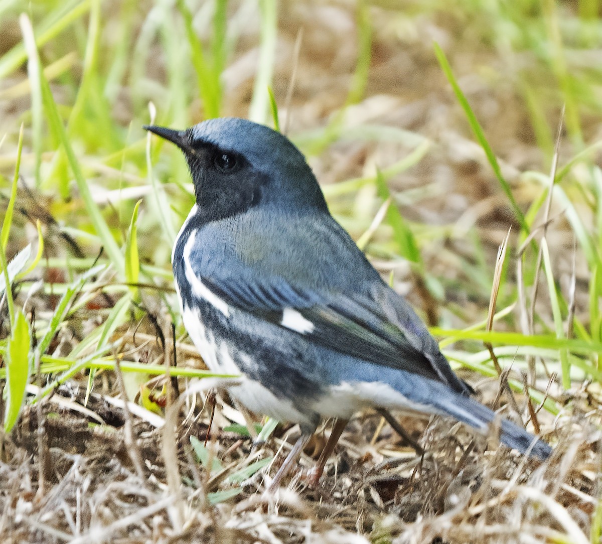 Black-throated Blue Warbler - ML610309156