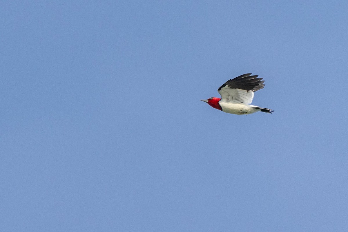 Red-headed Woodpecker - ML610309336