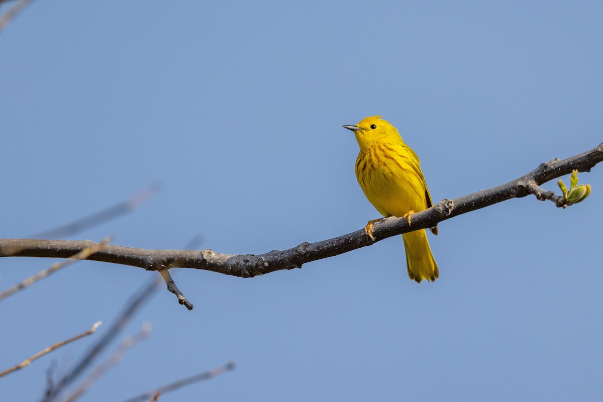 Yellow Warbler - ML610309358
