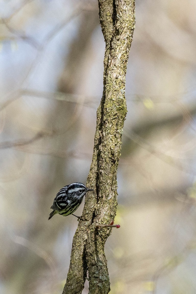 Black-and-white Warbler - ML610309407