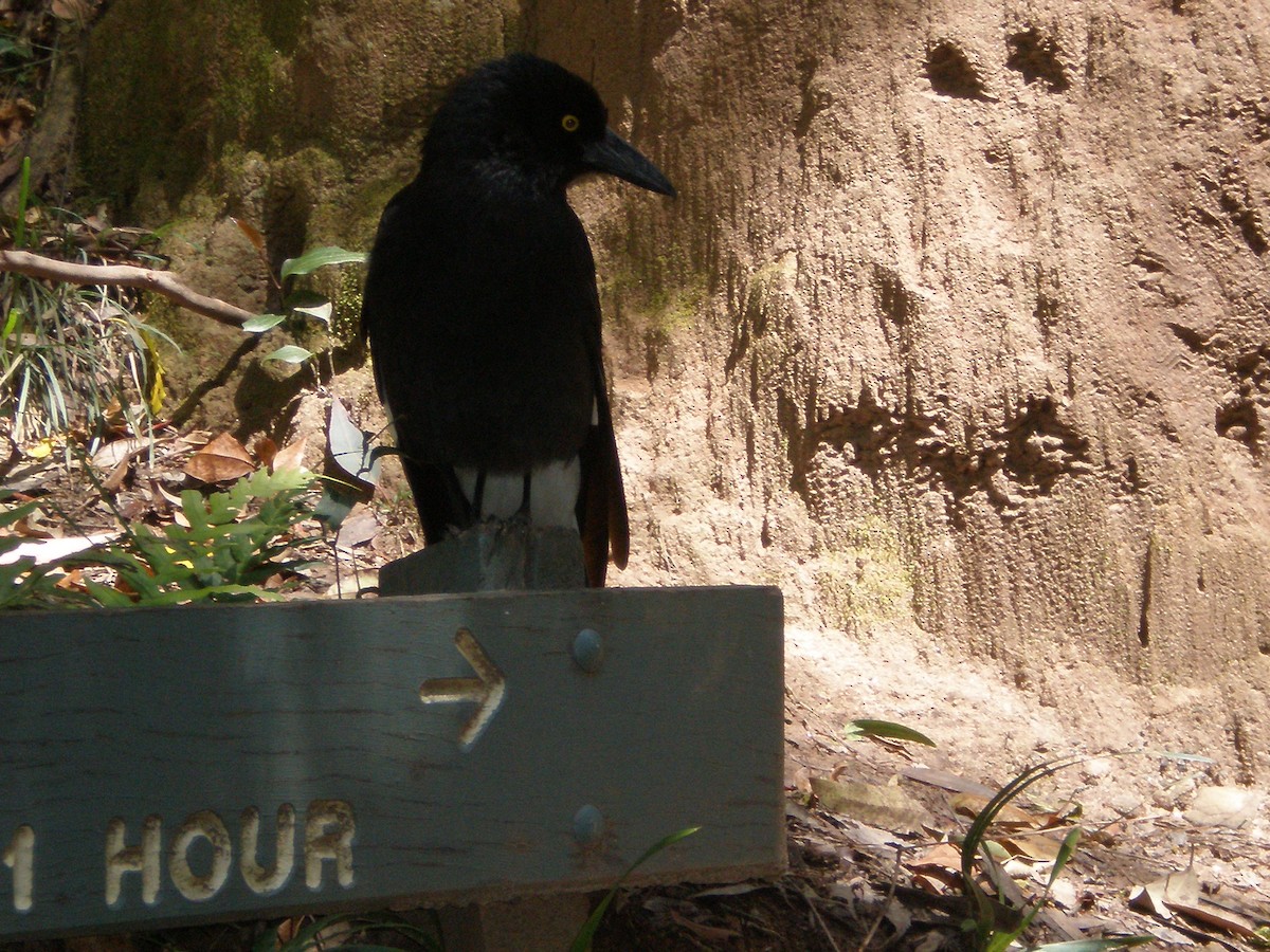 Pied Currawong - ML610309484