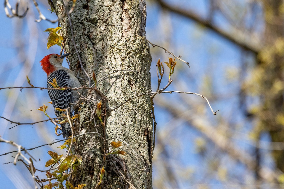 Red-bellied Woodpecker - ML610309498