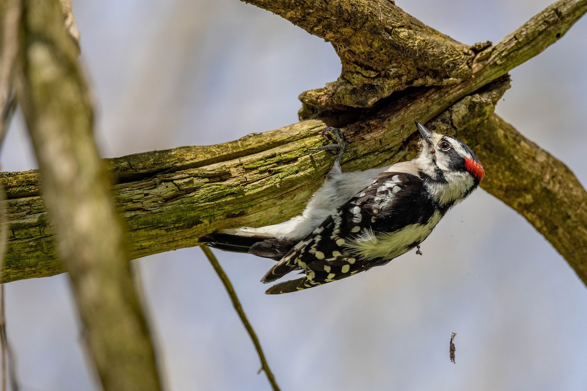 Downy Woodpecker - ML610309504