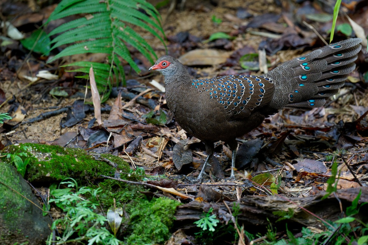 Hainan Peacock-Pheasant - ML610309515