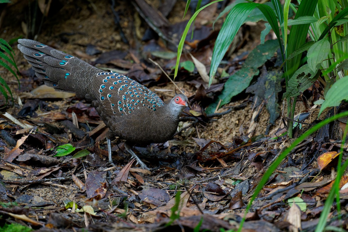 Hainan Peacock-Pheasant - ML610309516