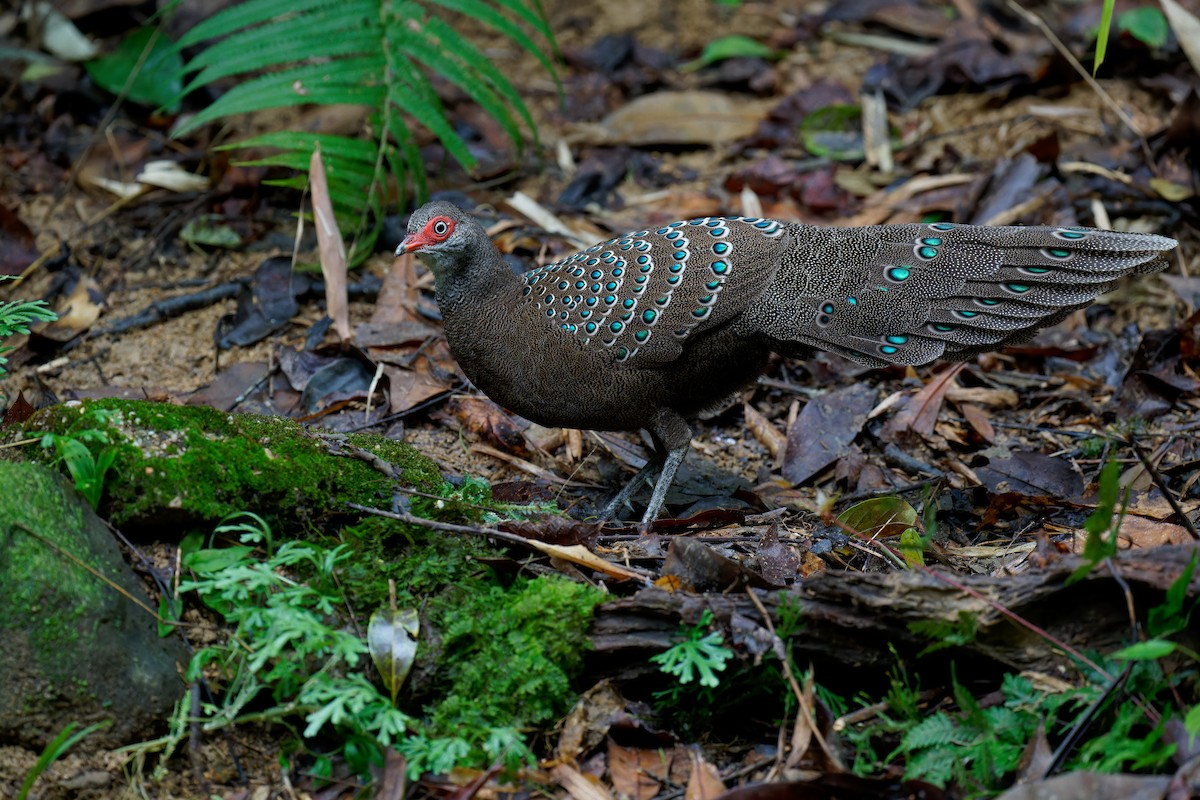 Hainan Peacock-Pheasant - ML610309517