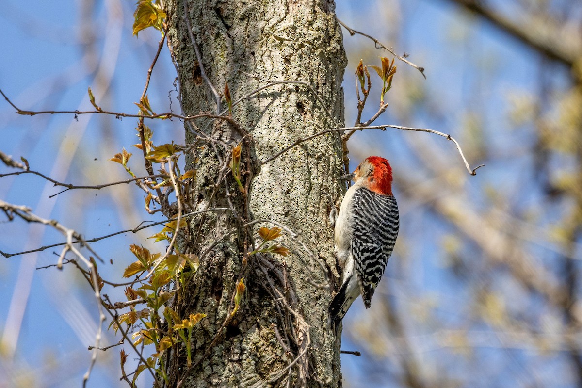 Red-bellied Woodpecker - ML610309724
