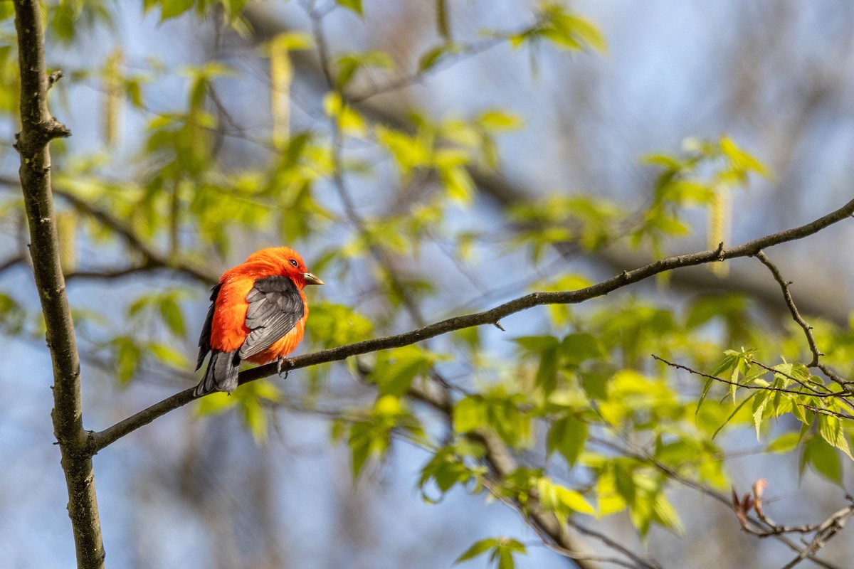 Scarlet Tanager - ML610309773