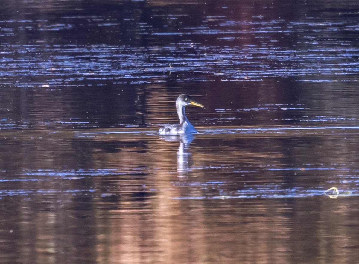 EBird Checklist 23 Oct 2023 Yellow Creek SP IBA 23 Species