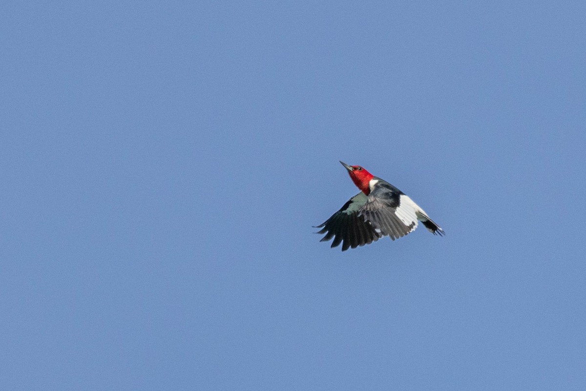Red-headed Woodpecker - Carol Holmes
