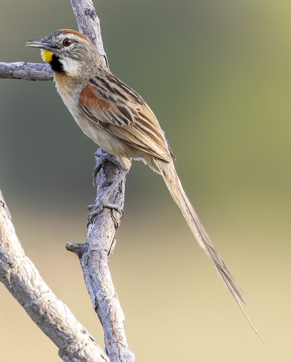 Chotoy Spinetail - ML610310149