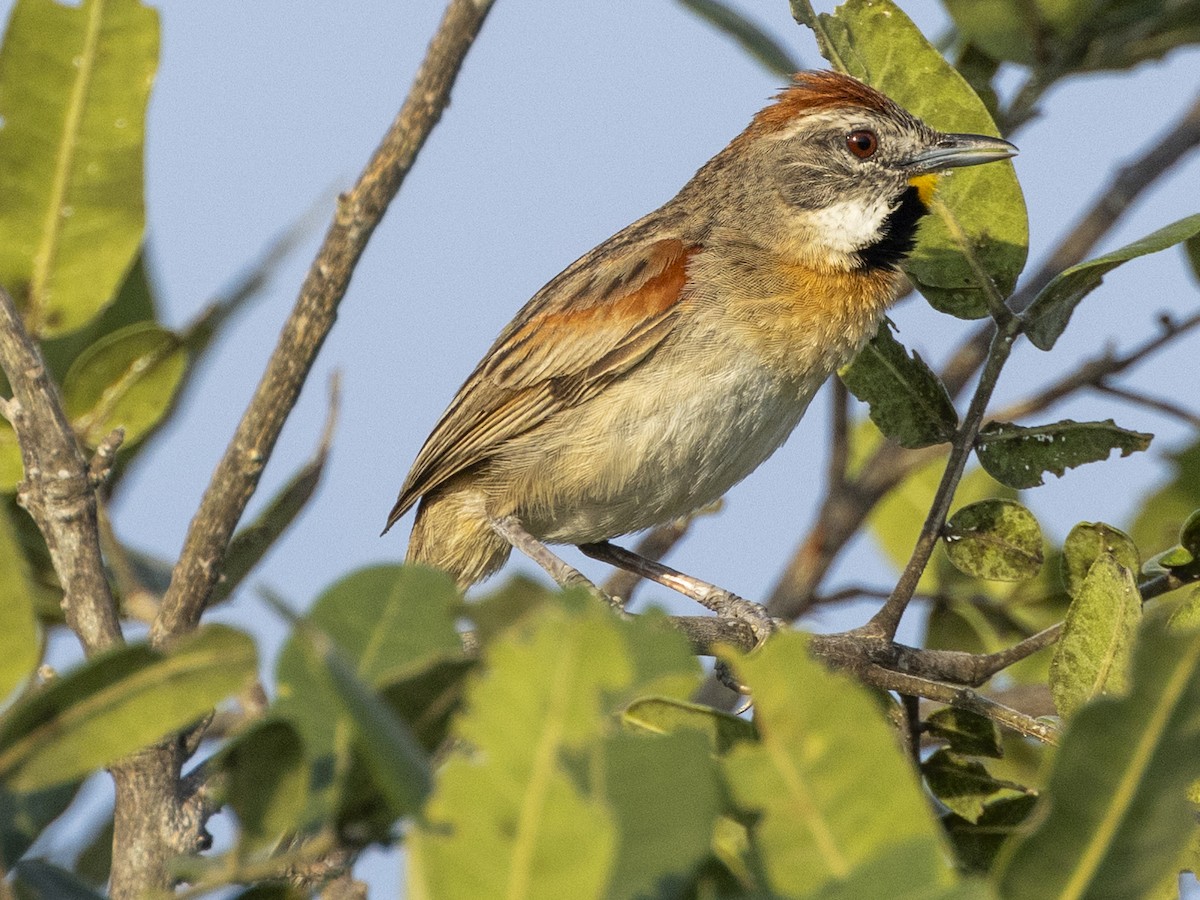 Chotoy Spinetail - ML610310150