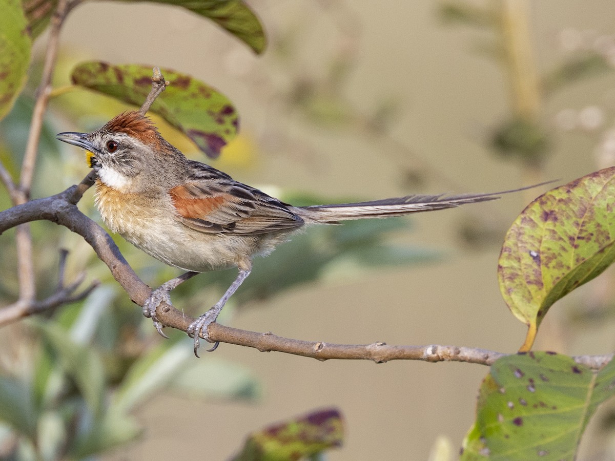 Chotoy Spinetail - ML610310152