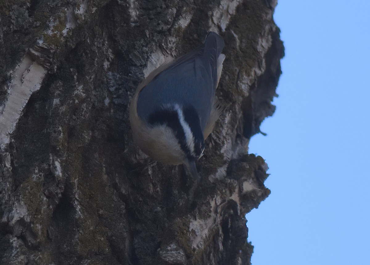 Red-breasted Nuthatch - ML610310214