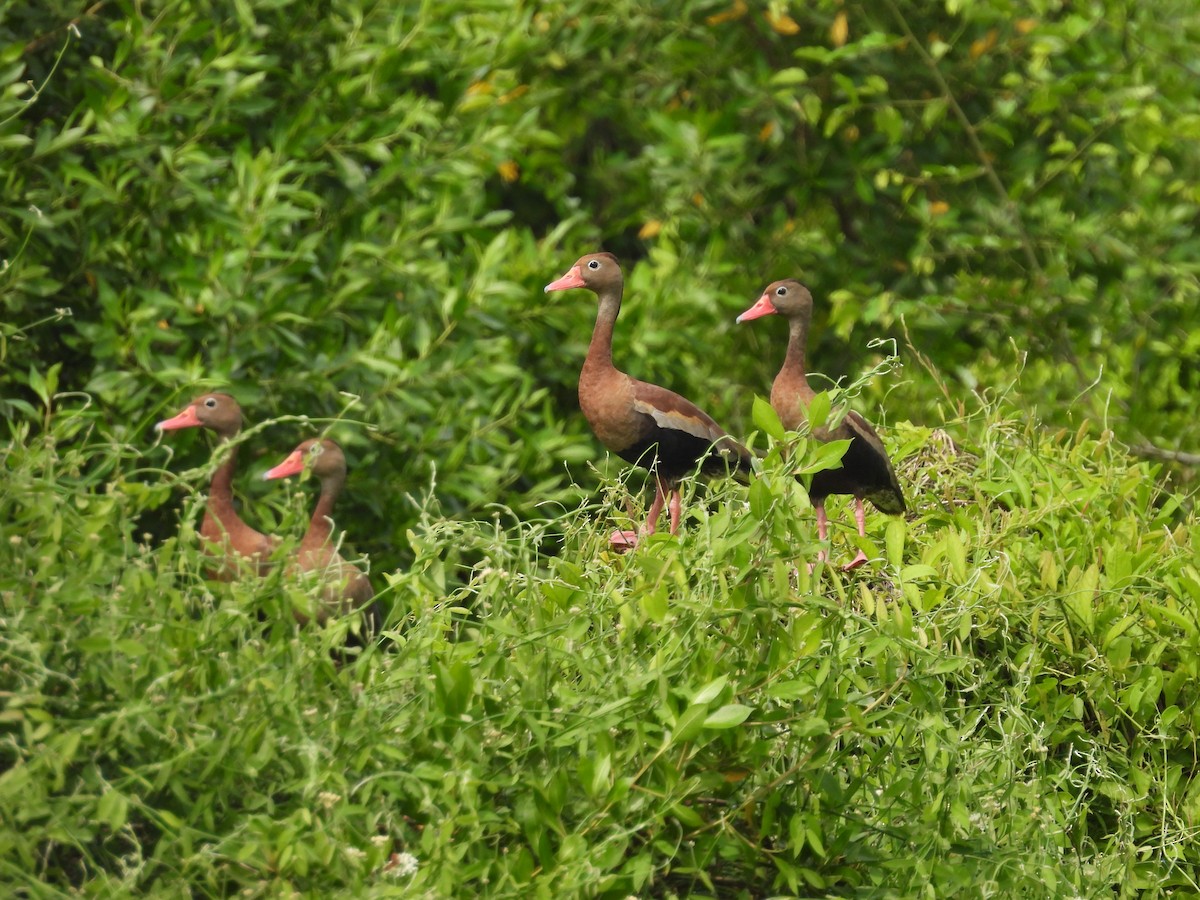 Black-bellied Whistling-Duck - Leandro Niebles Puello