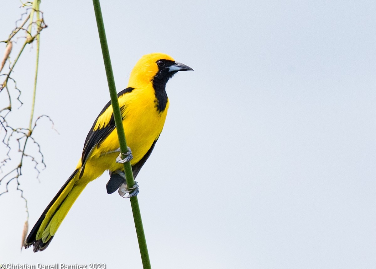 Yellow-tailed Oriole - ML610310632