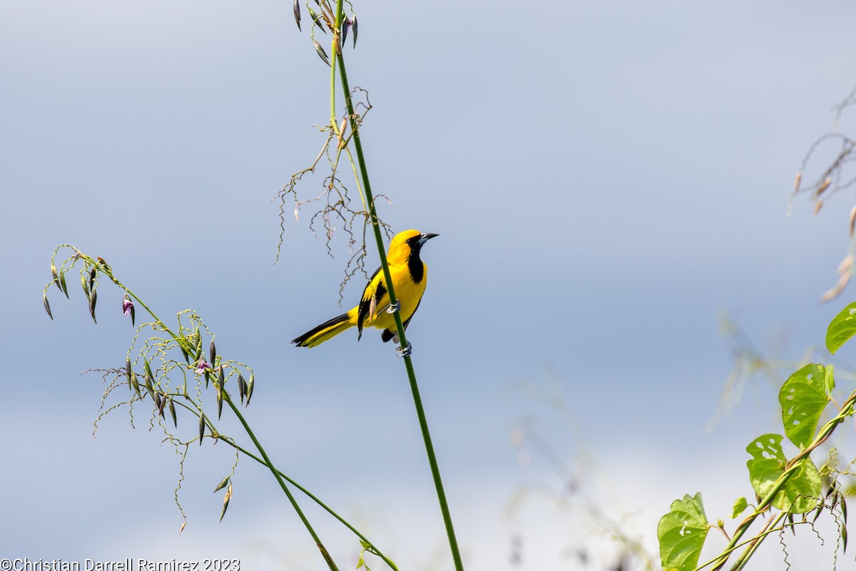 Yellow-tailed Oriole - ML610310633