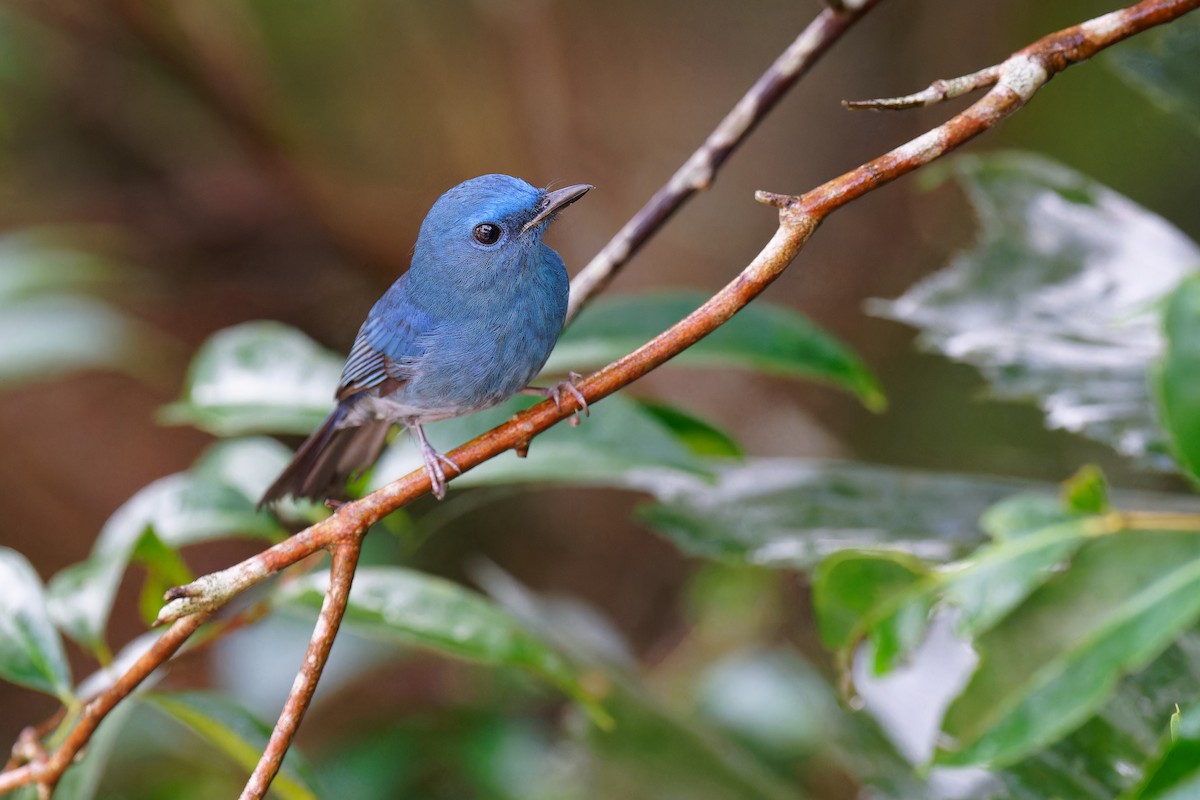 Pale Blue Flycatcher (Diao Luo) - ML610310768