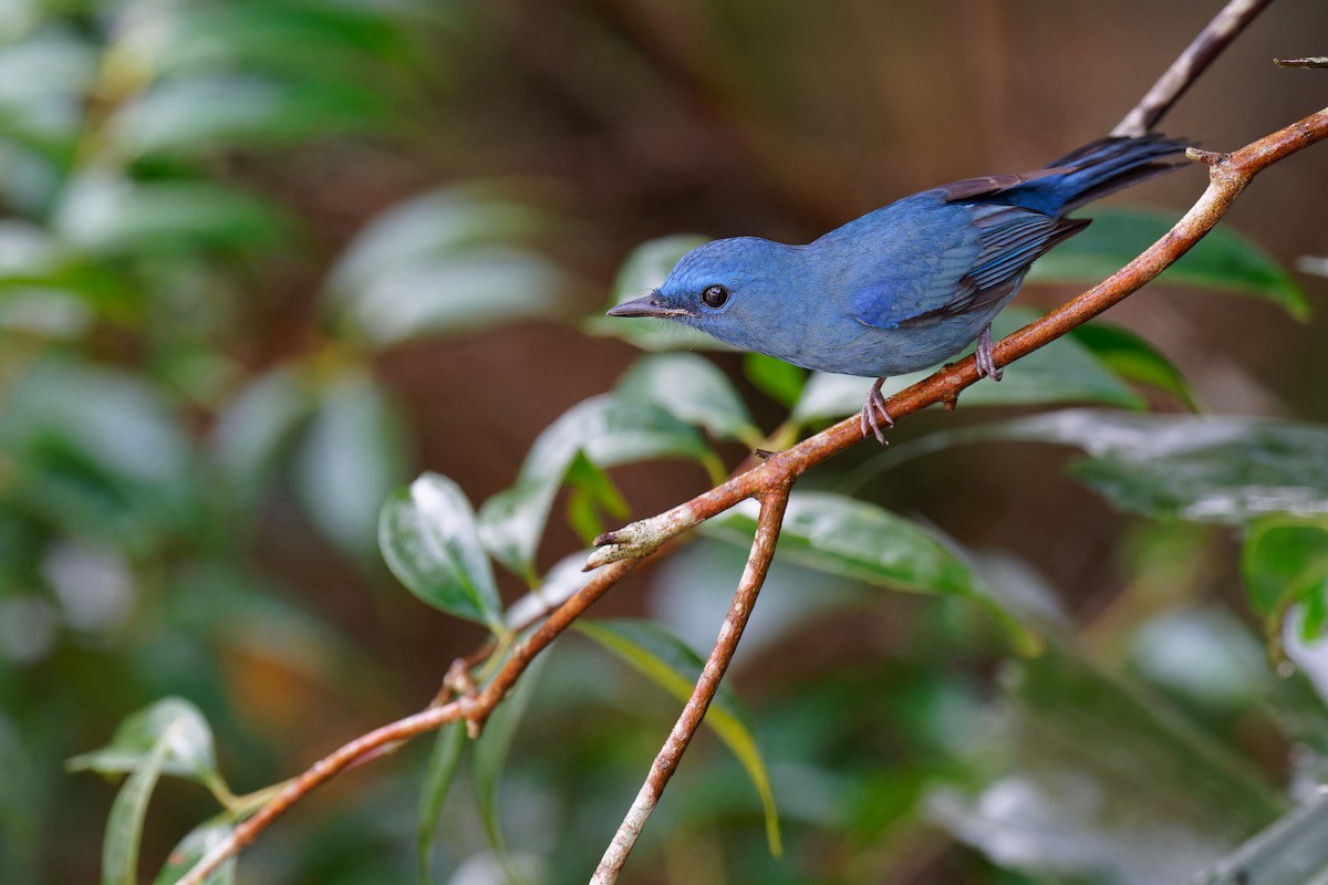 Pale Blue Flycatcher (Diao Luo) - ML610310769