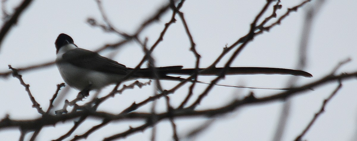 Fork-tailed Flycatcher - ML610310821