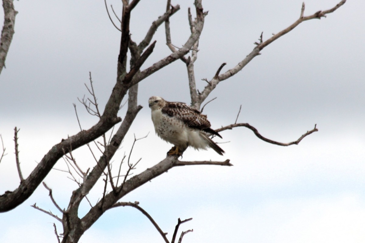 Red-tailed Hawk - ML610311229