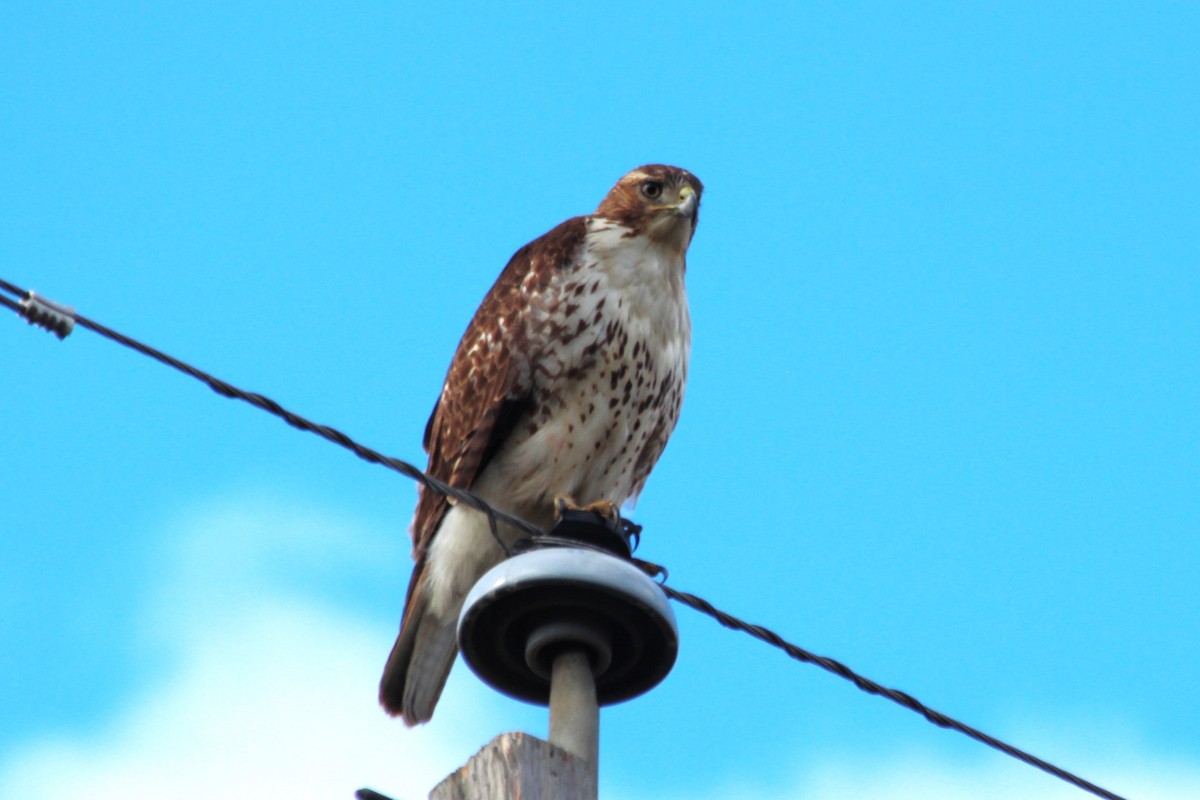 Red-tailed Hawk - ML610311302
